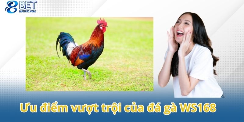 Khám phá các ưu điểm vượt trội của đá gà WS168